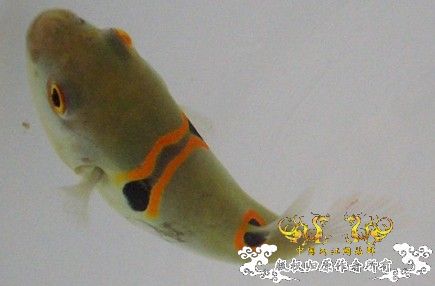 急急急 弓斑东方鲀问题