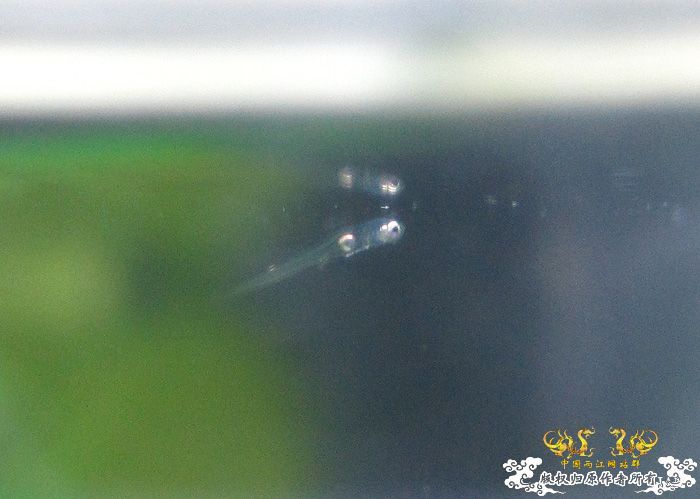 褐吻虾虎产卵啦（更新孵化第五天）