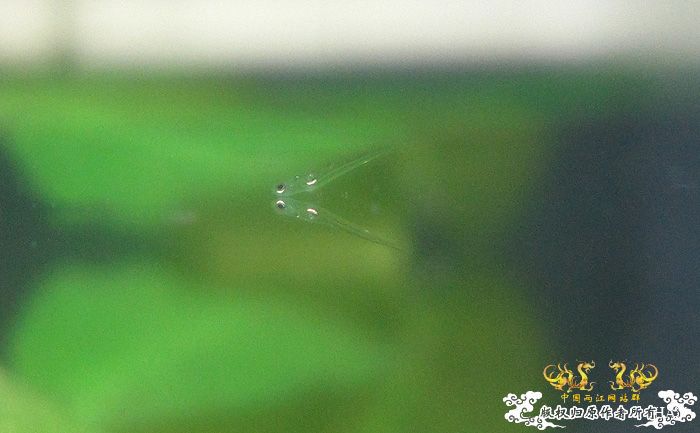 褐吻虾虎产卵啦（更新孵化第五天）