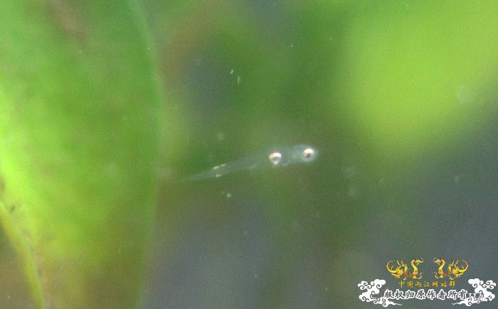 褐吻虾虎产卵啦（更新孵化第五天）