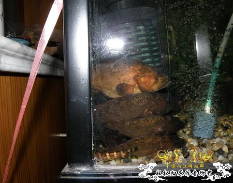 全家福      纪念09年原生开缸至今