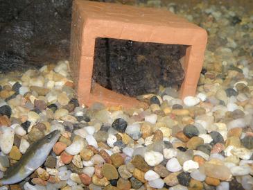 全家福      纪念09年原生开缸至今