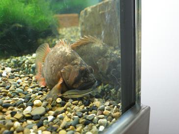 全家福      纪念09年原生开缸至今