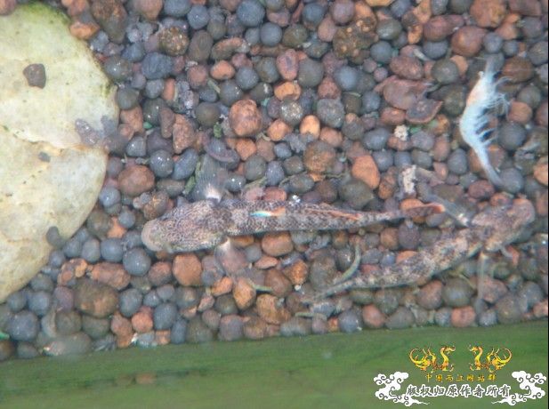 2010年1月1日新年第一采