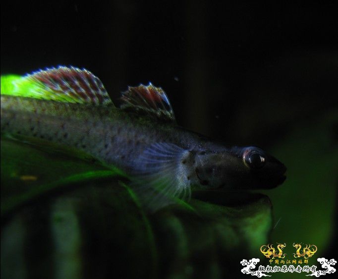 再拍奇丑的虾虎!!! 再拍奇丑的虾虎!!!