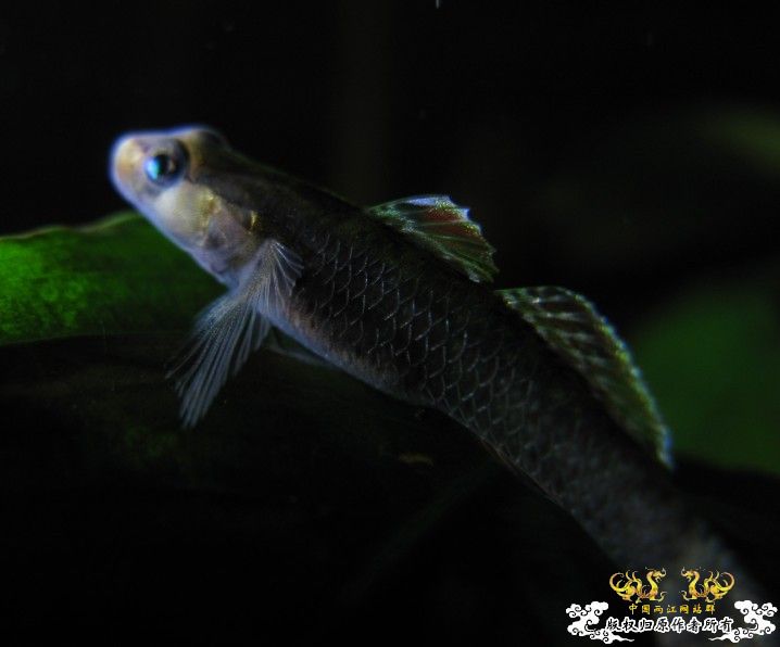 再拍奇丑的虾虎!!! 再拍奇丑的虾虎!!!