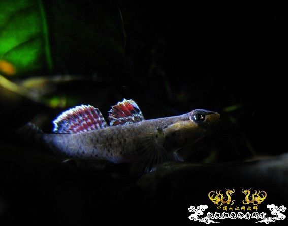 再拍奇丑的虾虎!!! 再拍奇丑的虾虎!!!