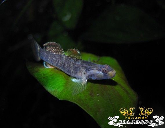 再拍奇丑的虾虎!!! 再拍奇丑的虾虎!!!