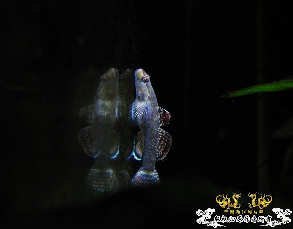 再拍奇丑的虾虎!!! 再拍奇丑的虾虎!!!