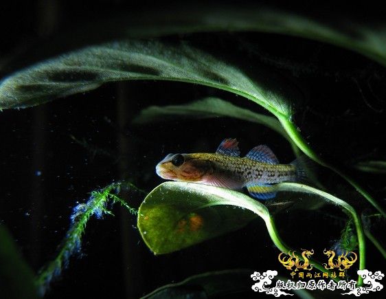 再拍奇丑的虾虎!!! 再拍奇丑的虾虎!!!