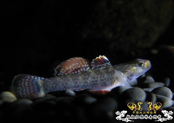 再拍奇丑的虾虎!!! 再拍奇丑的虾虎!!!