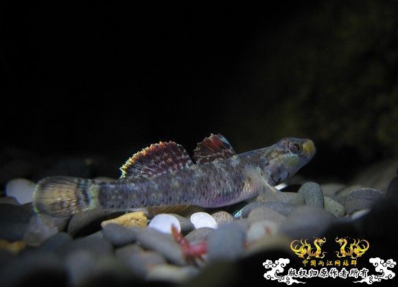 再拍奇丑的虾虎!!! 再拍奇丑的虾虎!!!