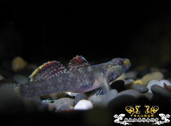 再拍奇丑的虾虎!!! 再拍奇丑的虾虎!!!