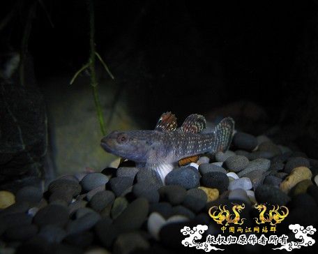 再拍奇丑的虾虎!!! 再拍奇丑的虾虎!!!