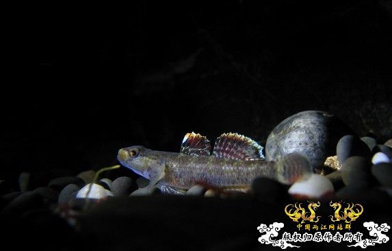 再拍奇丑的虾虎!!! 再拍奇丑的虾虎!!!