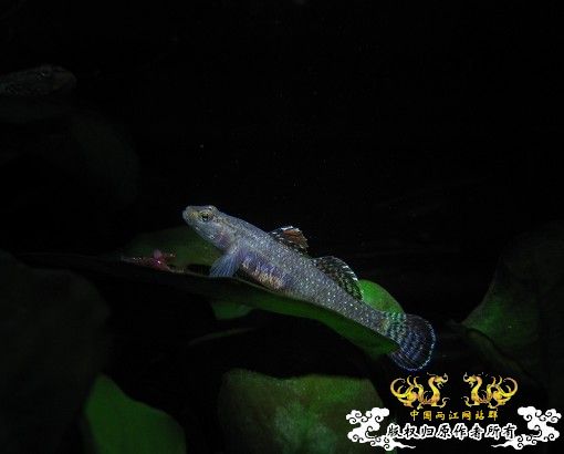 再拍奇丑的虾虎!!! 再拍奇丑的虾虎!!!