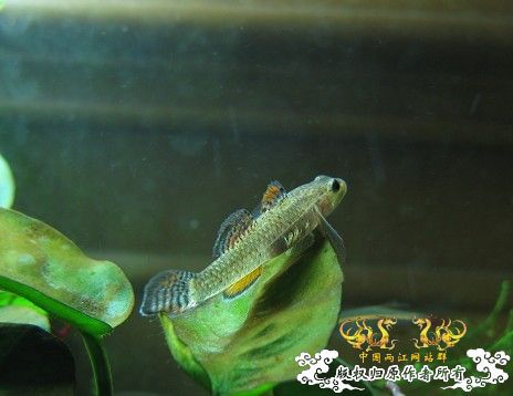 再拍奇丑的虾虎!!! 再拍奇丑的虾虎!!!