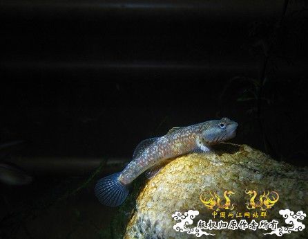 再拍奇丑的虾虎!!! 再拍奇丑的虾虎!!!