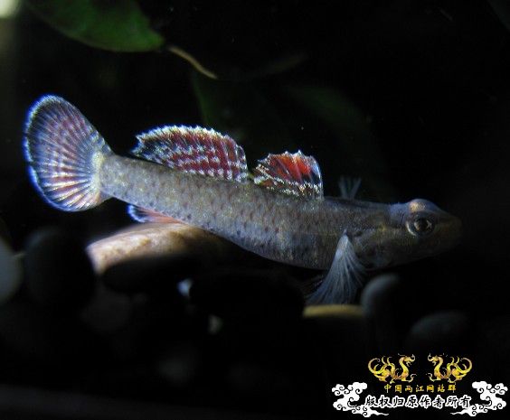 再拍奇丑的虾虎!!! 再拍奇丑的虾虎!!!