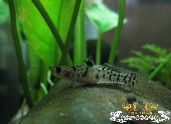 再拍奇丑的虾虎!!! 再拍奇丑的虾虎!!!