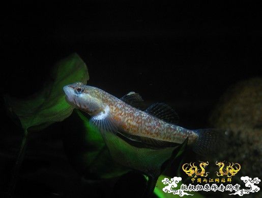 再拍奇丑的虾虎!!! 再拍奇丑的虾虎!!!