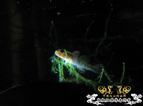 再拍奇丑的虾虎!!! 再拍奇丑的虾虎!!!