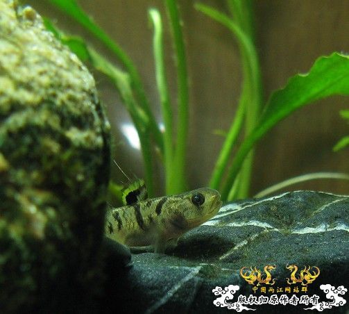 再拍奇丑的虾虎!!! 再拍奇丑的虾虎!!!