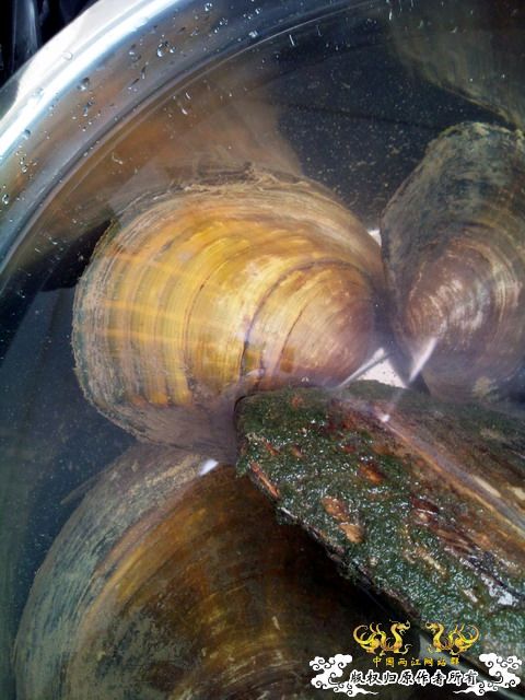 整理箱养鳑鲏（40*30）