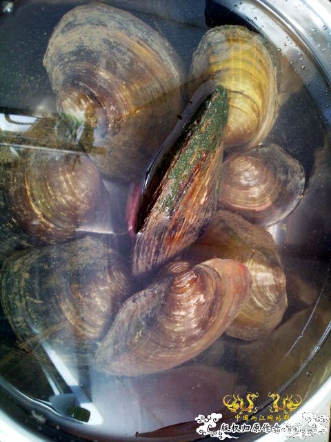 整理箱养鳑鲏（40*30）