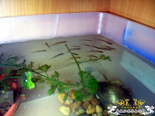 整理箱养鳑鲏（40*30）