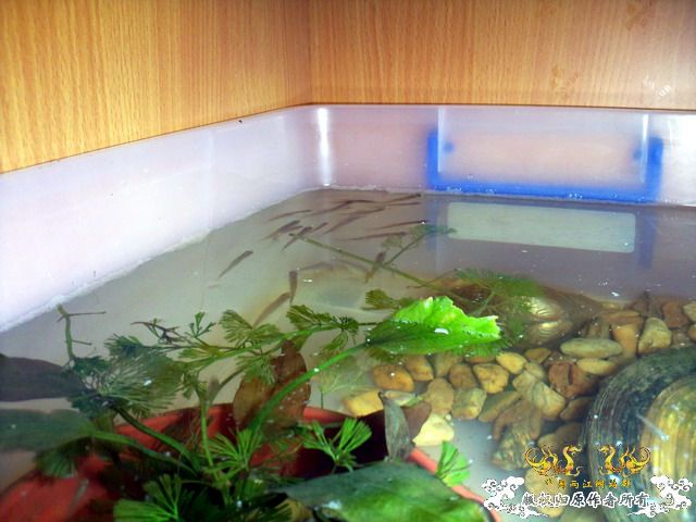 整理箱养鳑鲏（40*30）