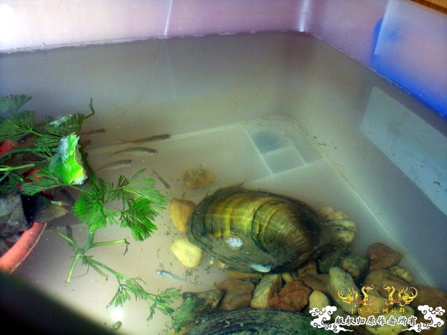 整理箱养鳑鲏（40*30）