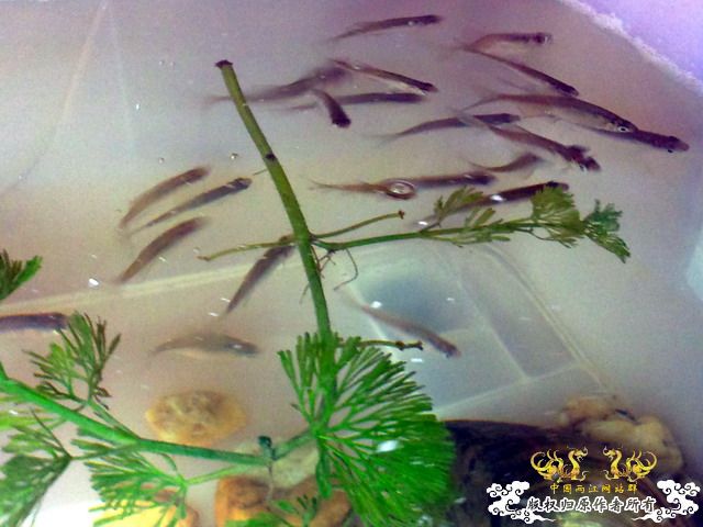 整理箱养鳑鲏（40*30）