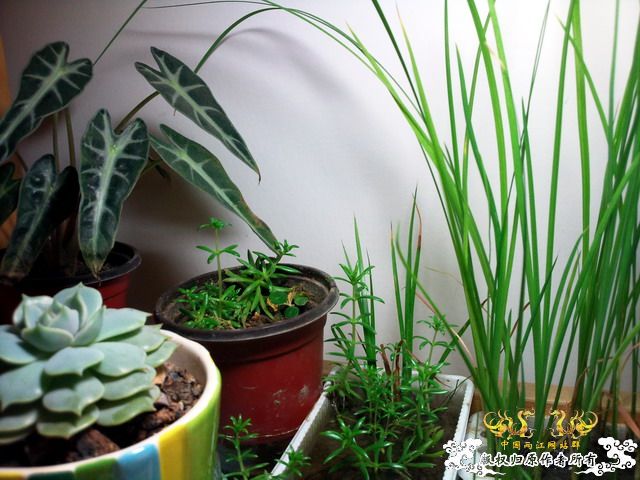 整理箱养鳑鲏（40*30）