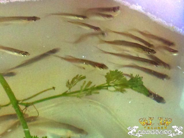 整理箱养鳑鲏（40*30）