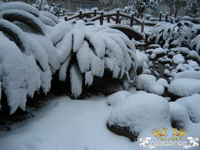 2010的第一场雪