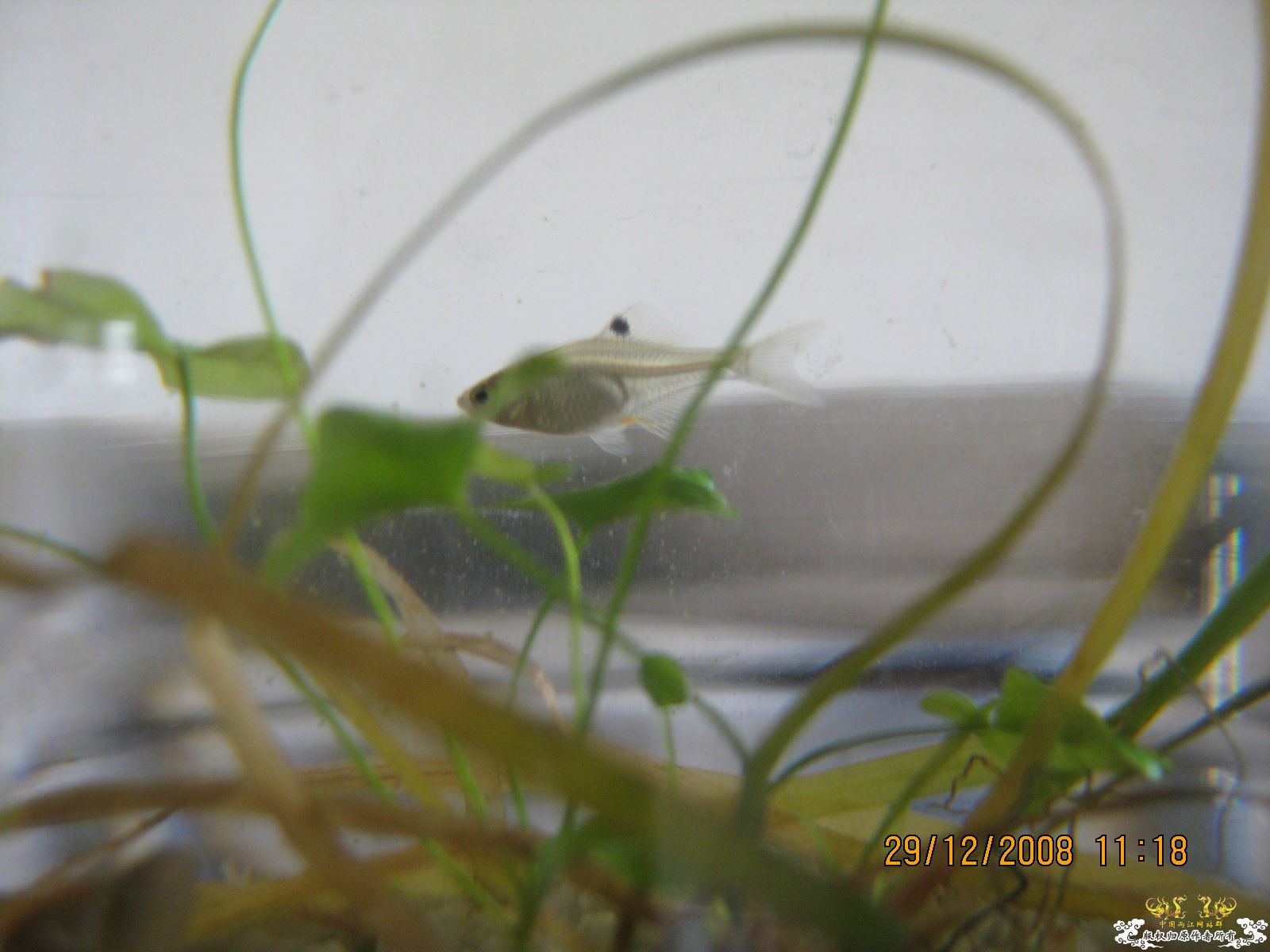 [求助]是什么旁皮啊？