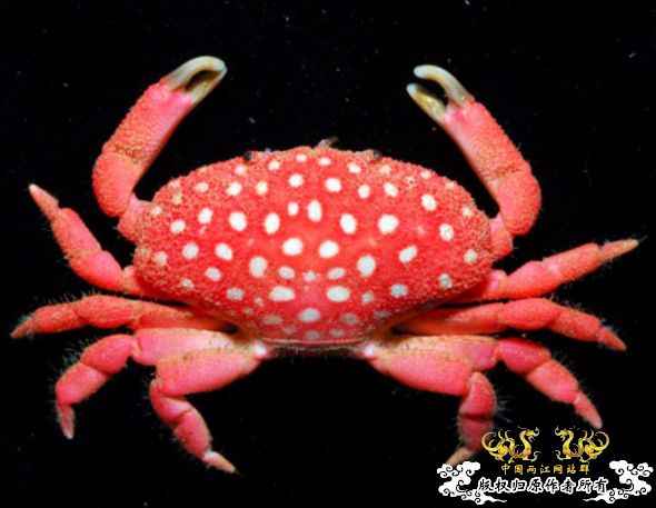 台湾发现新种螃蟹通体鲜红似草莓(组图)