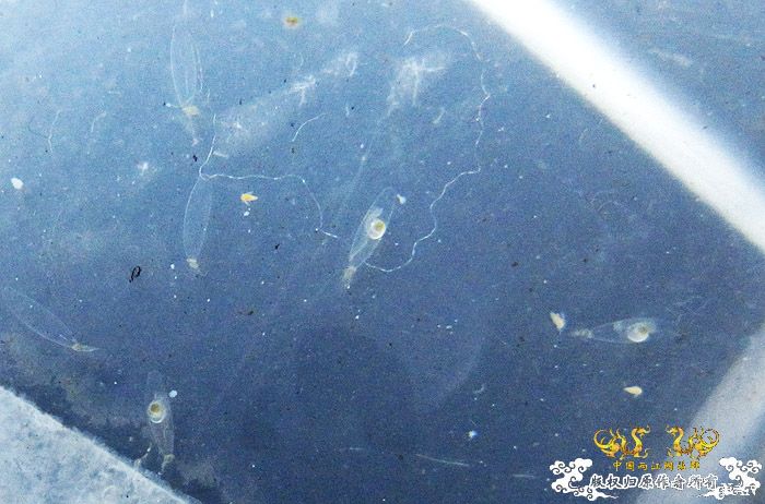 褐吻虾虎产卵啦（更新孵化第二天