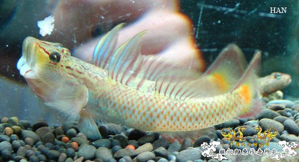 褐吻虾虎产卵啦（更新孵化第二天