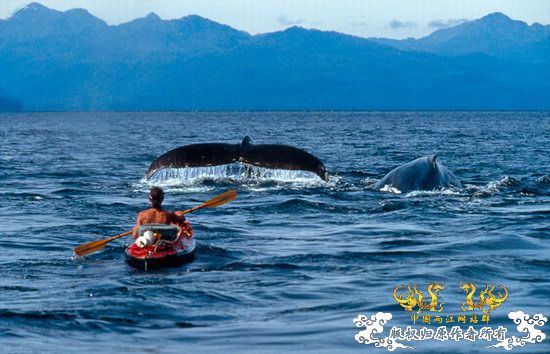 [转帖]英摄影师专为鲸鱼拍照 独自驾舟近距离拍摄