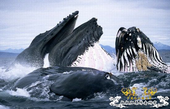 [转帖]英摄影师专为鲸鱼拍照 独自驾舟近距离拍摄