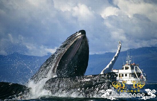 [转帖]英摄影师专为鲸鱼拍照 独自驾舟近距离拍摄