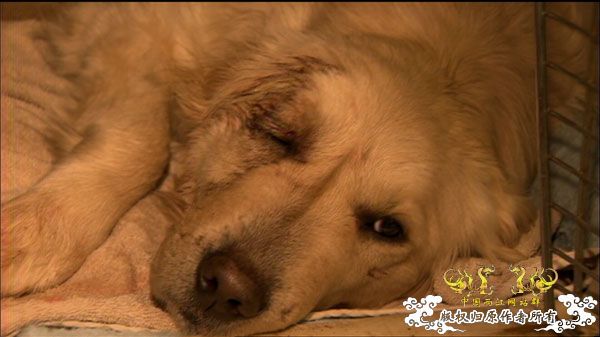 [转帖]加拿大宠物狗豹口救主 与美洲豹搏斗护主人