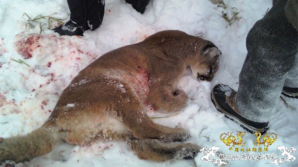 [转帖]加拿大宠物狗豹口救主 与美洲豹搏斗护主人