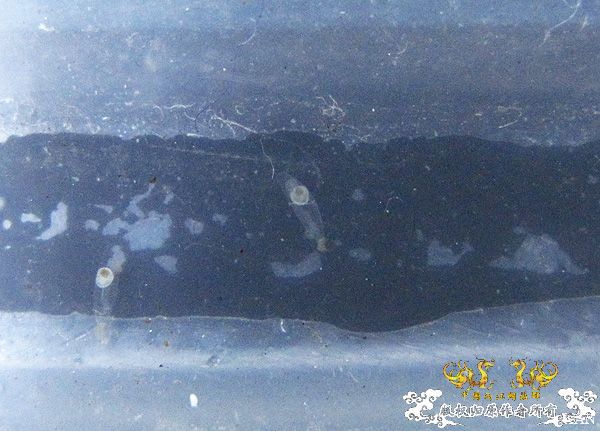 褐吻虾虎产卵啦（更新孵化第三天）