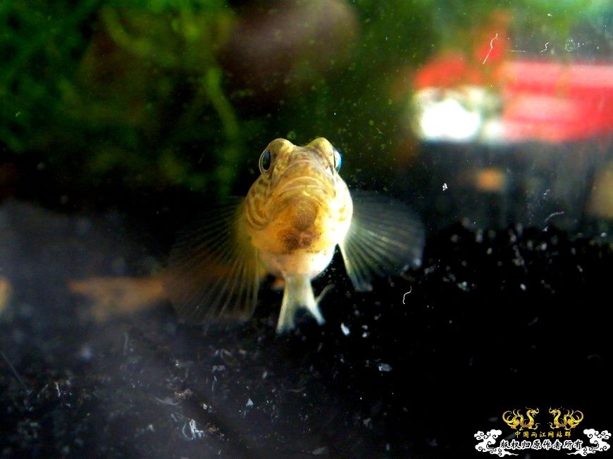 一点蓝~平民虾虎