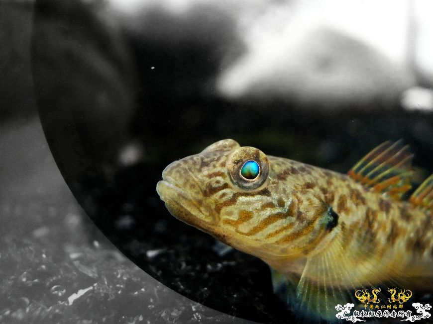 一点蓝~平民虾虎