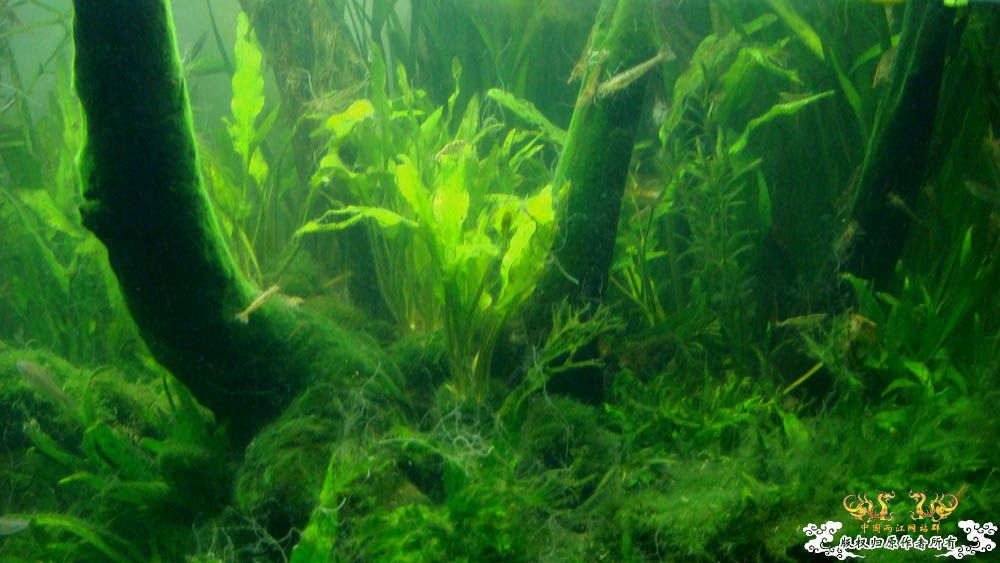 80cm1#缸的“绿”   [12P]