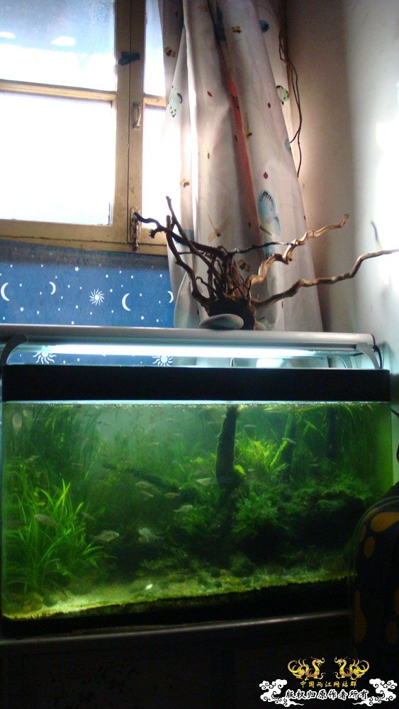 80cm1#缸的“绿”   [12P]